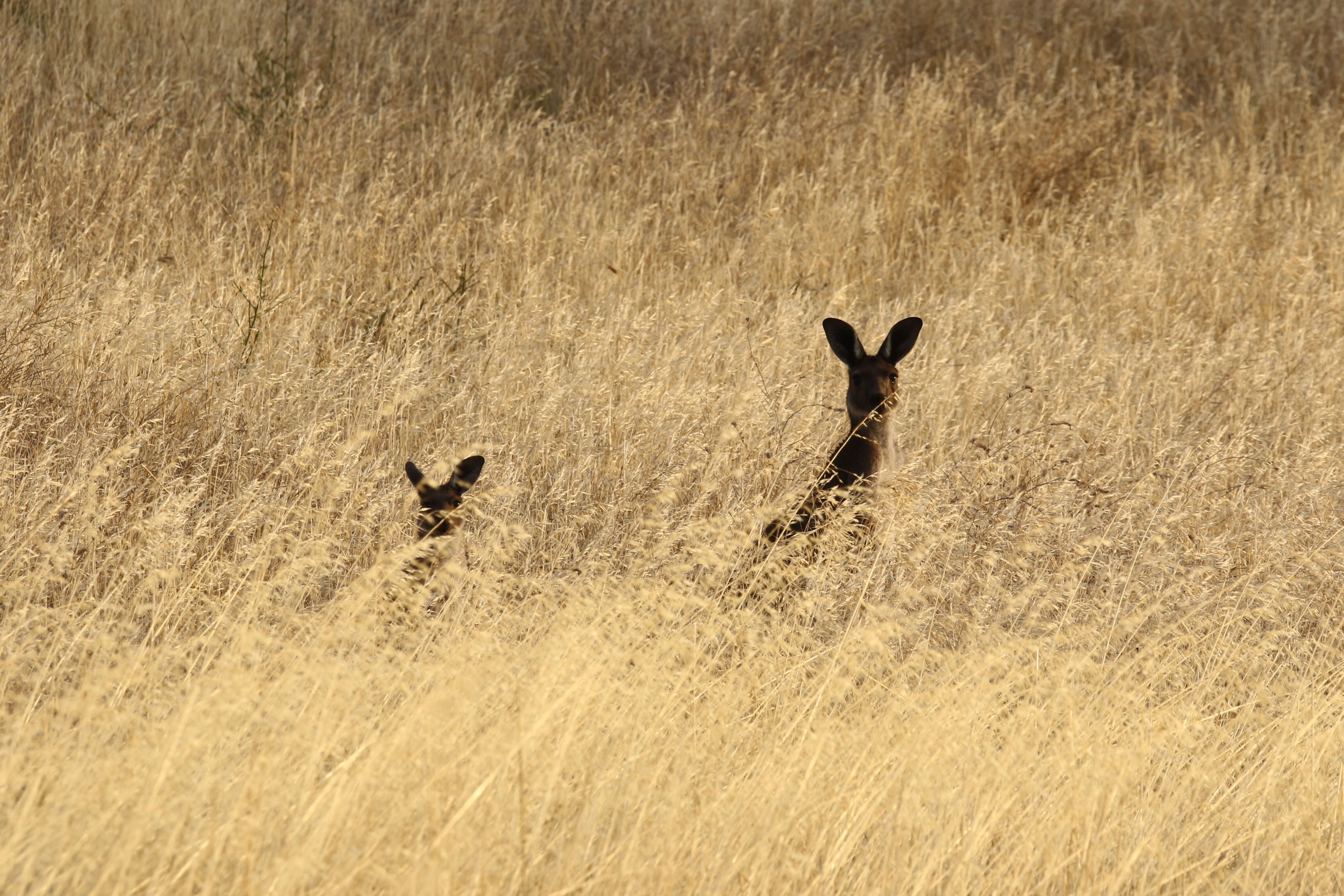 Macropus fuliginosus (Desmarest 1817) resmi