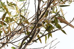 Image of Spotted Pardalote