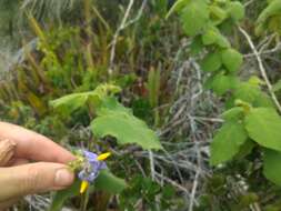 Image of Solanum cordifolium Dun.