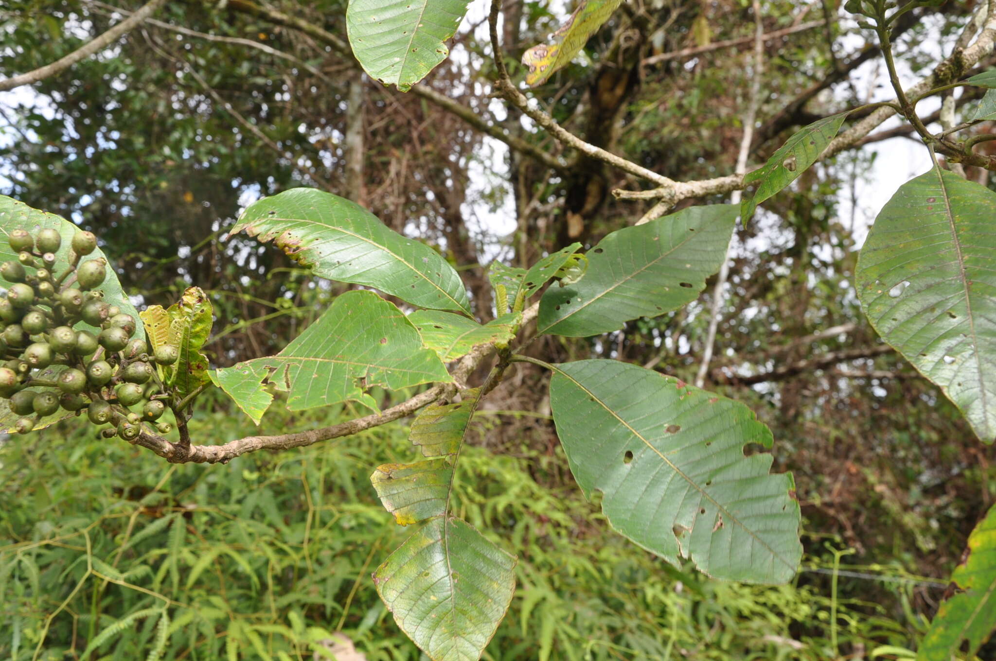 Image of Isertia laevis (Triana) B. M. Boom