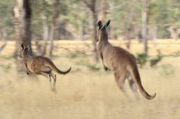 Macropus fuliginosus (Desmarest 1817) resmi