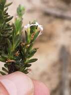 Image of Gnidia spicata (L. fil.) Gilg