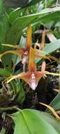 Image of Maxillaria striata Rolfe