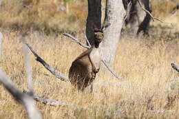 Macropus fuliginosus (Desmarest 1817) resmi