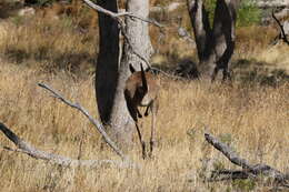 Macropus fuliginosus (Desmarest 1817) resmi