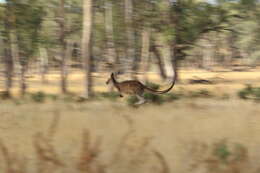 Image of Kangaroo Island Western Grey Kangaroo