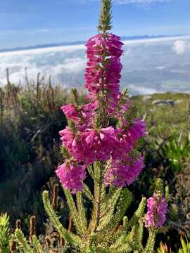 Image of Erica abietina subsp. constantiana E. G. H. Oliv. & I. M. Oliv.