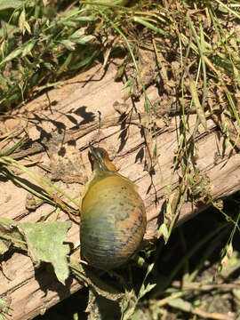 Image of Green Garden Snail