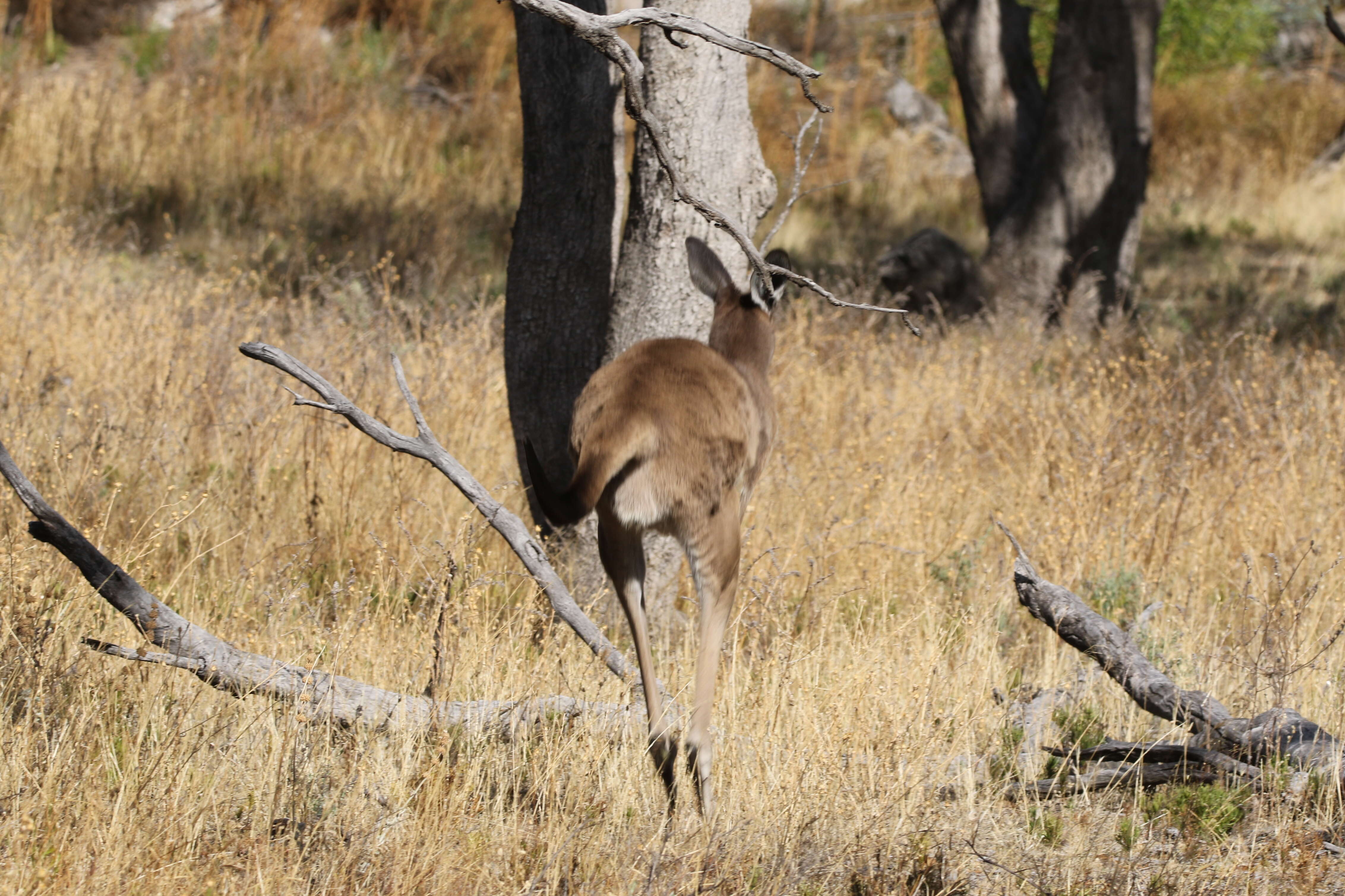 Macropus fuliginosus (Desmarest 1817) resmi