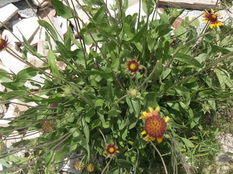 Image of Gaillardia mexicana A. Gray