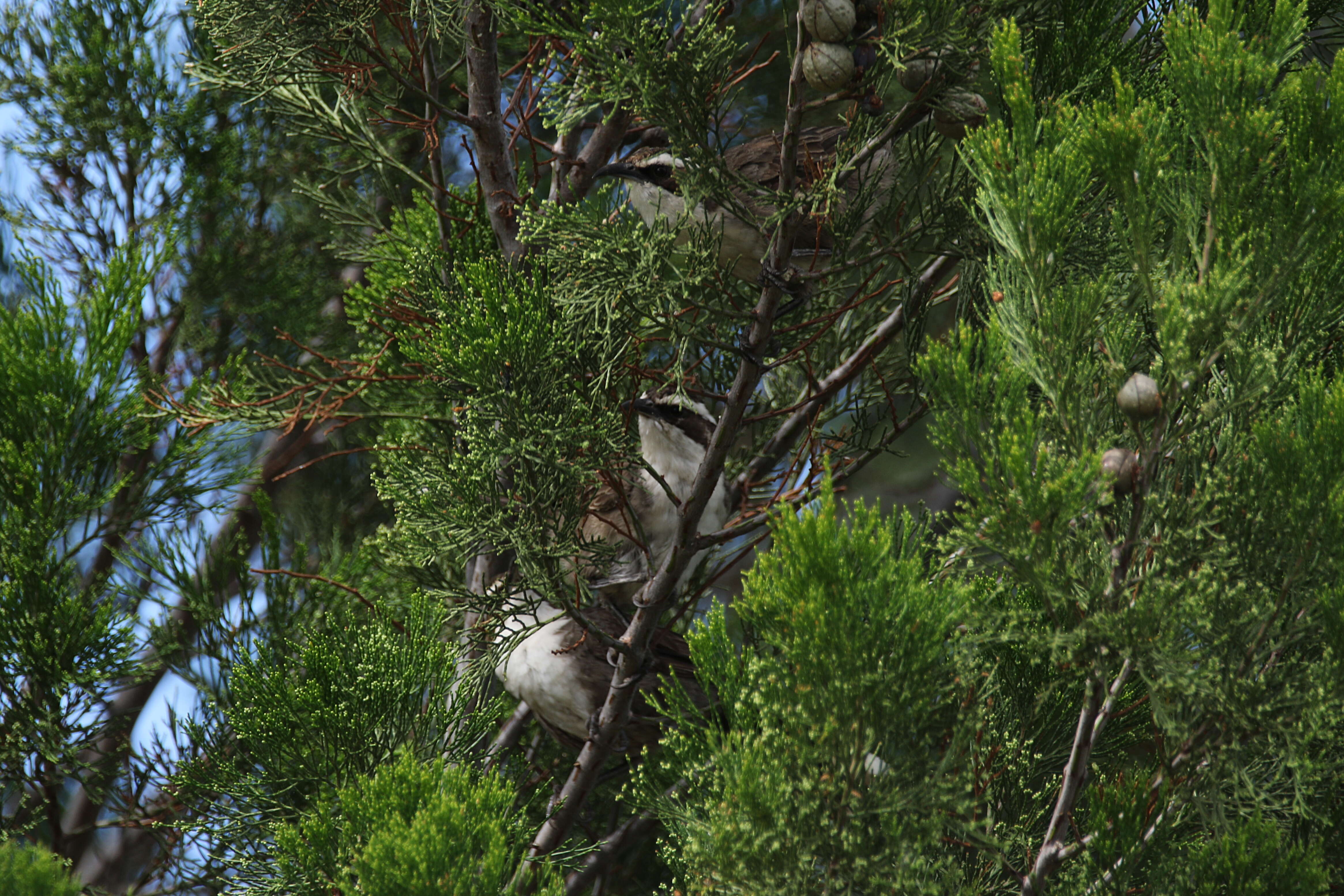 Image of White-browed Babbler