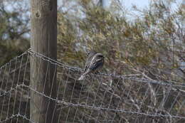 Image of White-browed Woodswallow