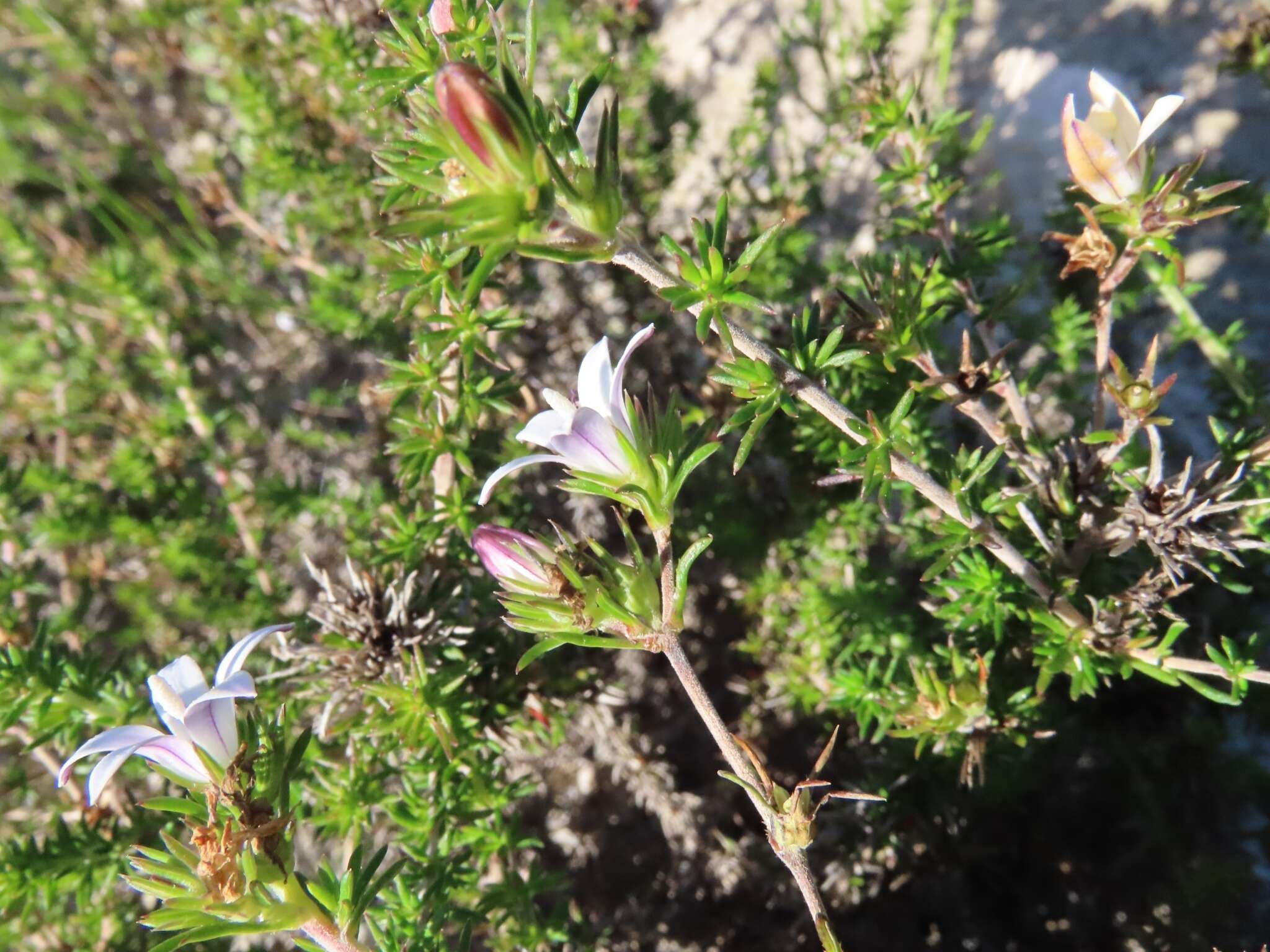 Image of Wahlenbergia calcarea (Adamson) Lammers