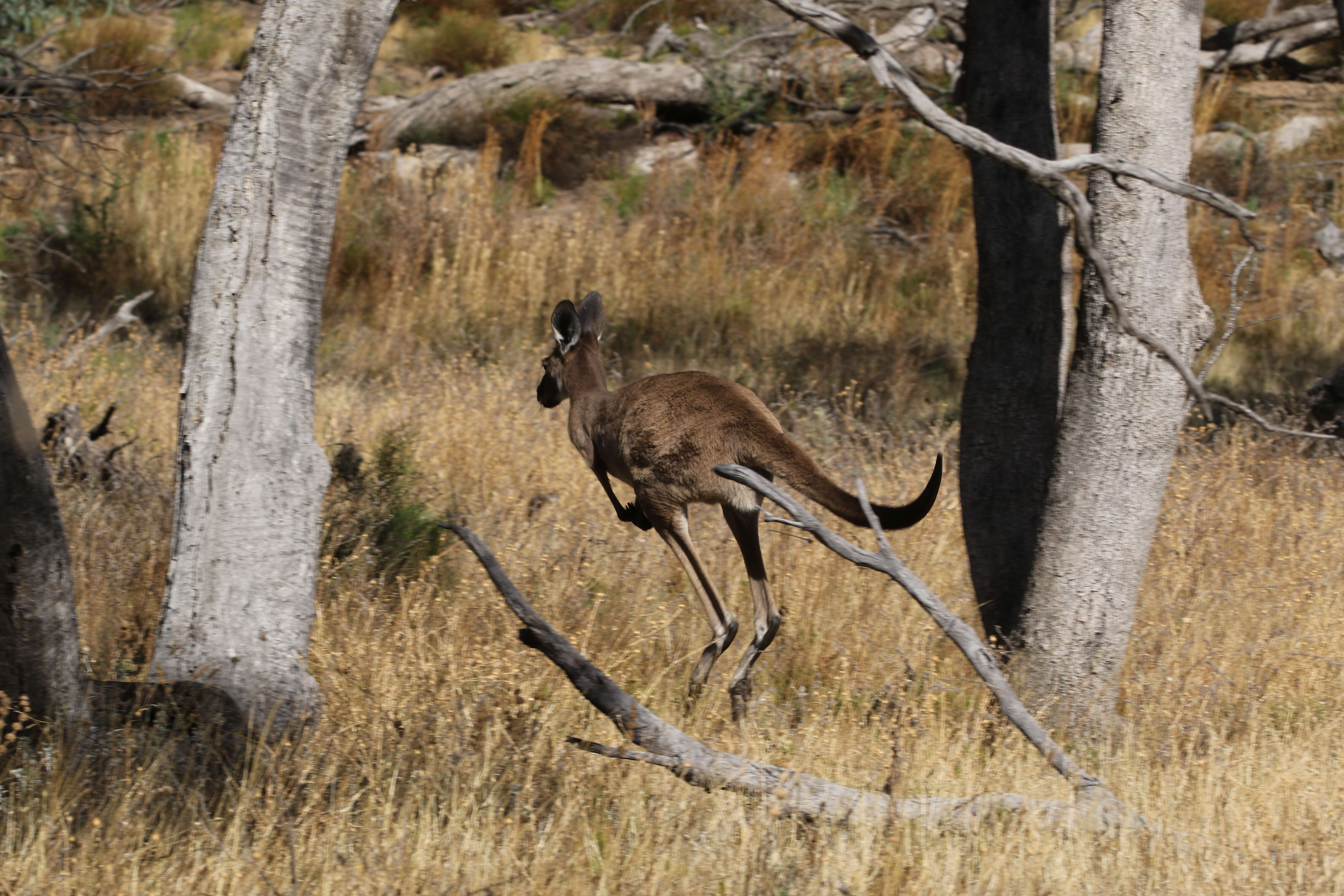 Macropus fuliginosus (Desmarest 1817) resmi