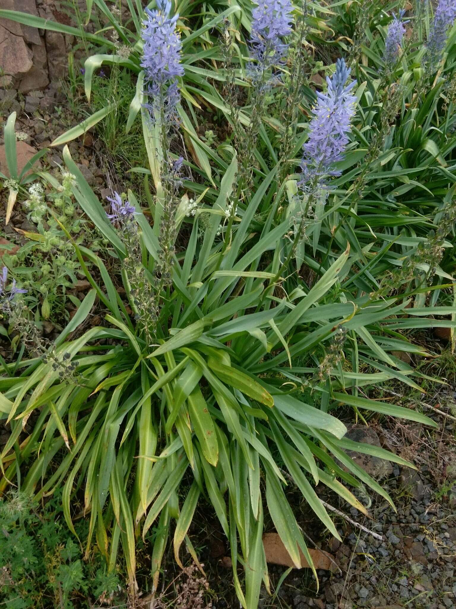 Image of Cusick's camas