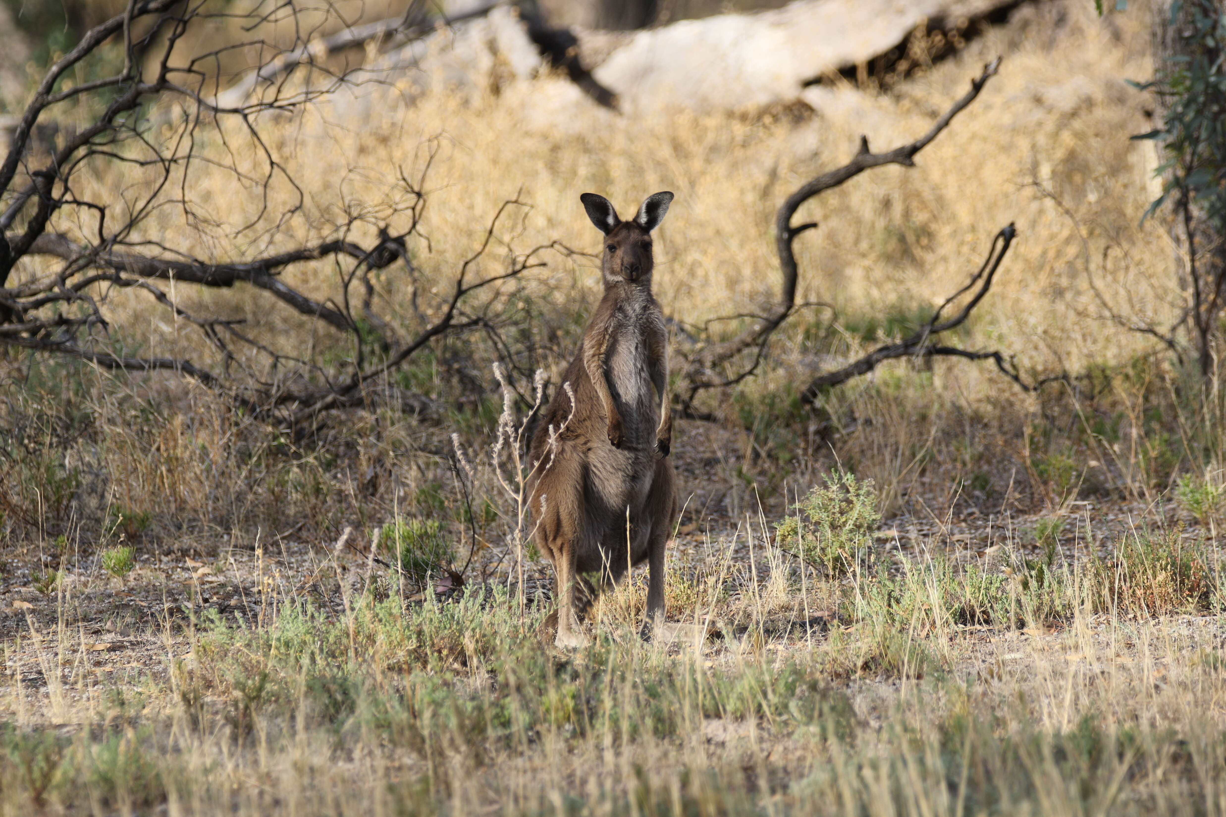 Macropus fuliginosus (Desmarest 1817) resmi