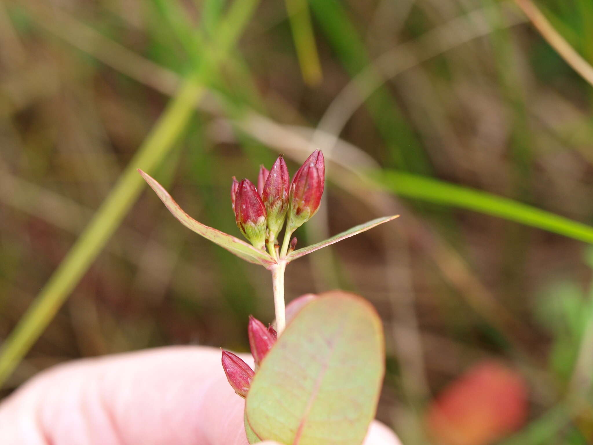 Image of Fraser's St. John's-Wort