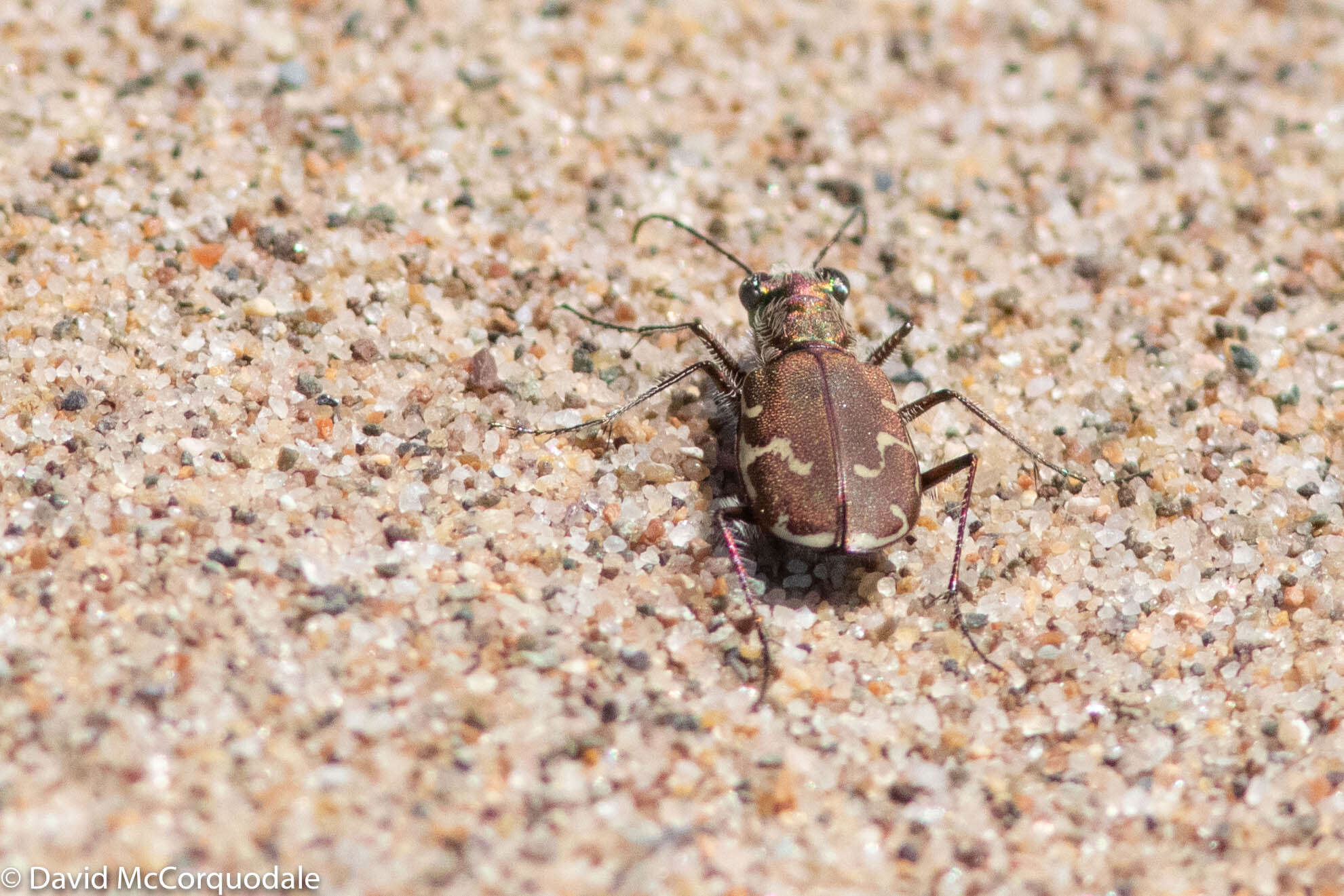 Image of Cicindela (Cicindela) repanda novascotiae Vaurie 1951