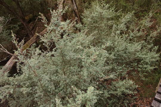 Sivun Leptospermum lanigerum (Ait.) Sm. kuva