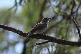 Image of Grey Shrike-thrush