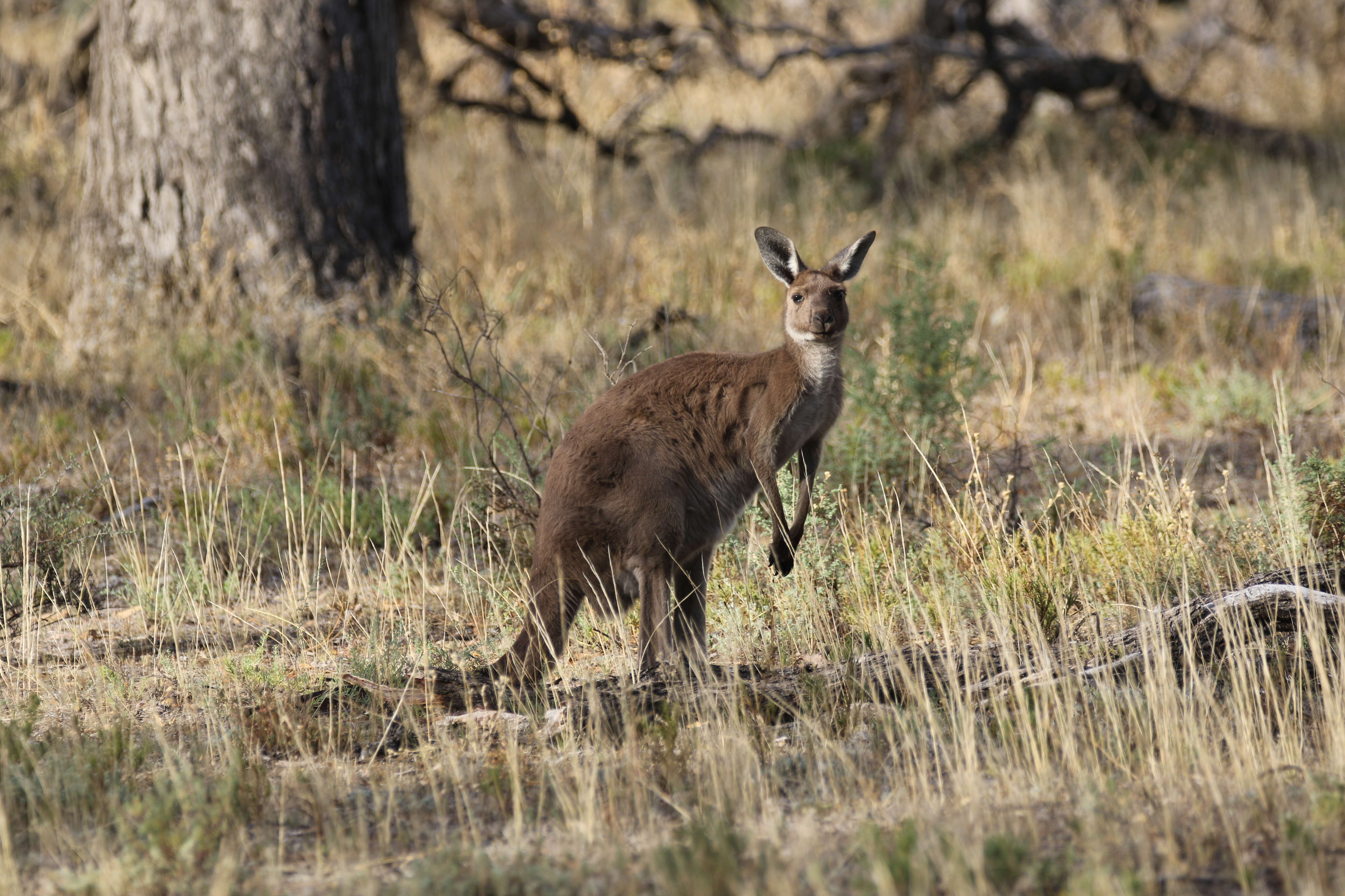 Macropus fuliginosus (Desmarest 1817) resmi