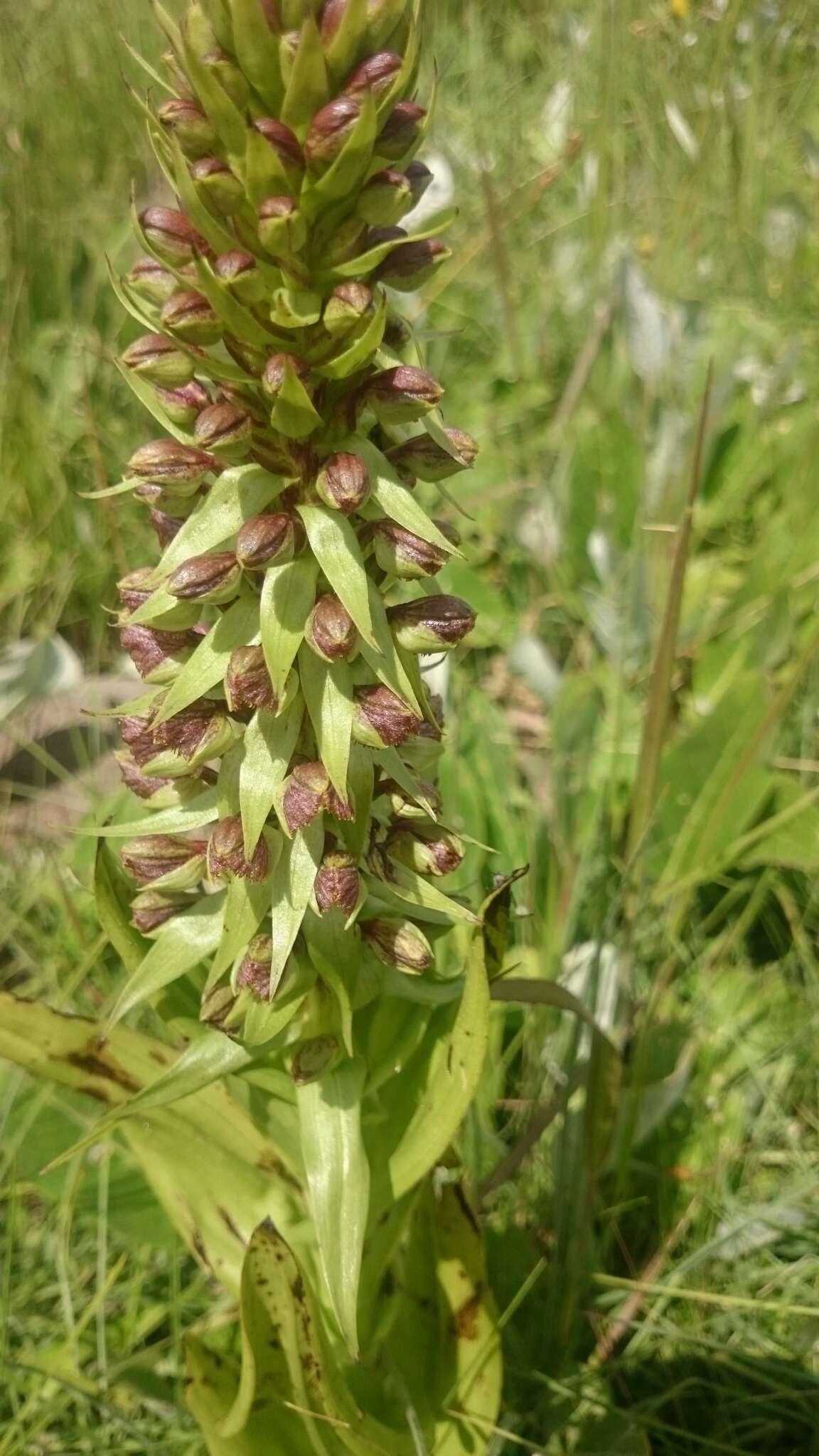 Image of Pterygodium magnum Rchb. fil.