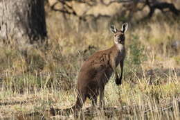 Macropus fuliginosus (Desmarest 1817) resmi