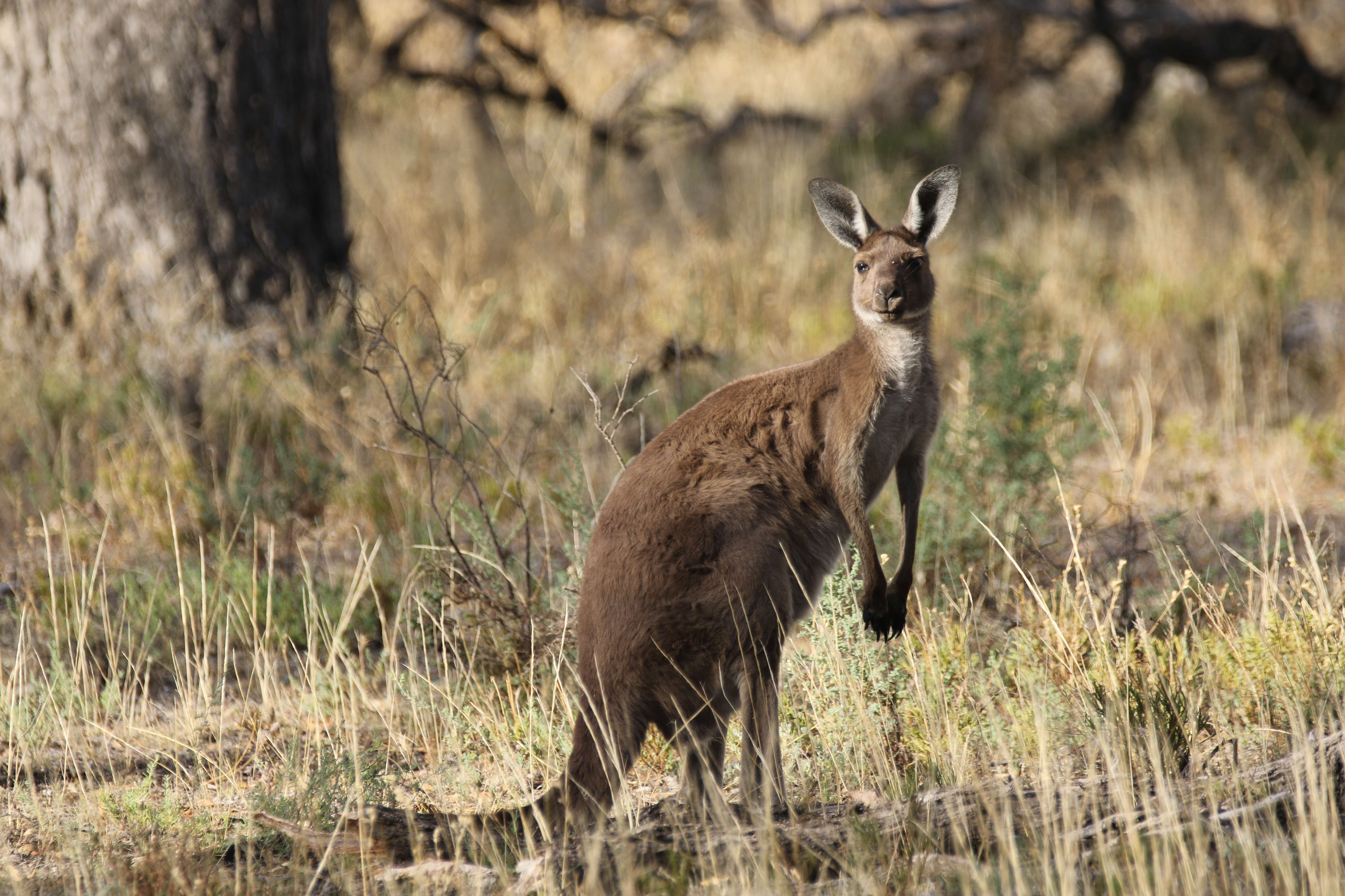 Macropus fuliginosus (Desmarest 1817) resmi