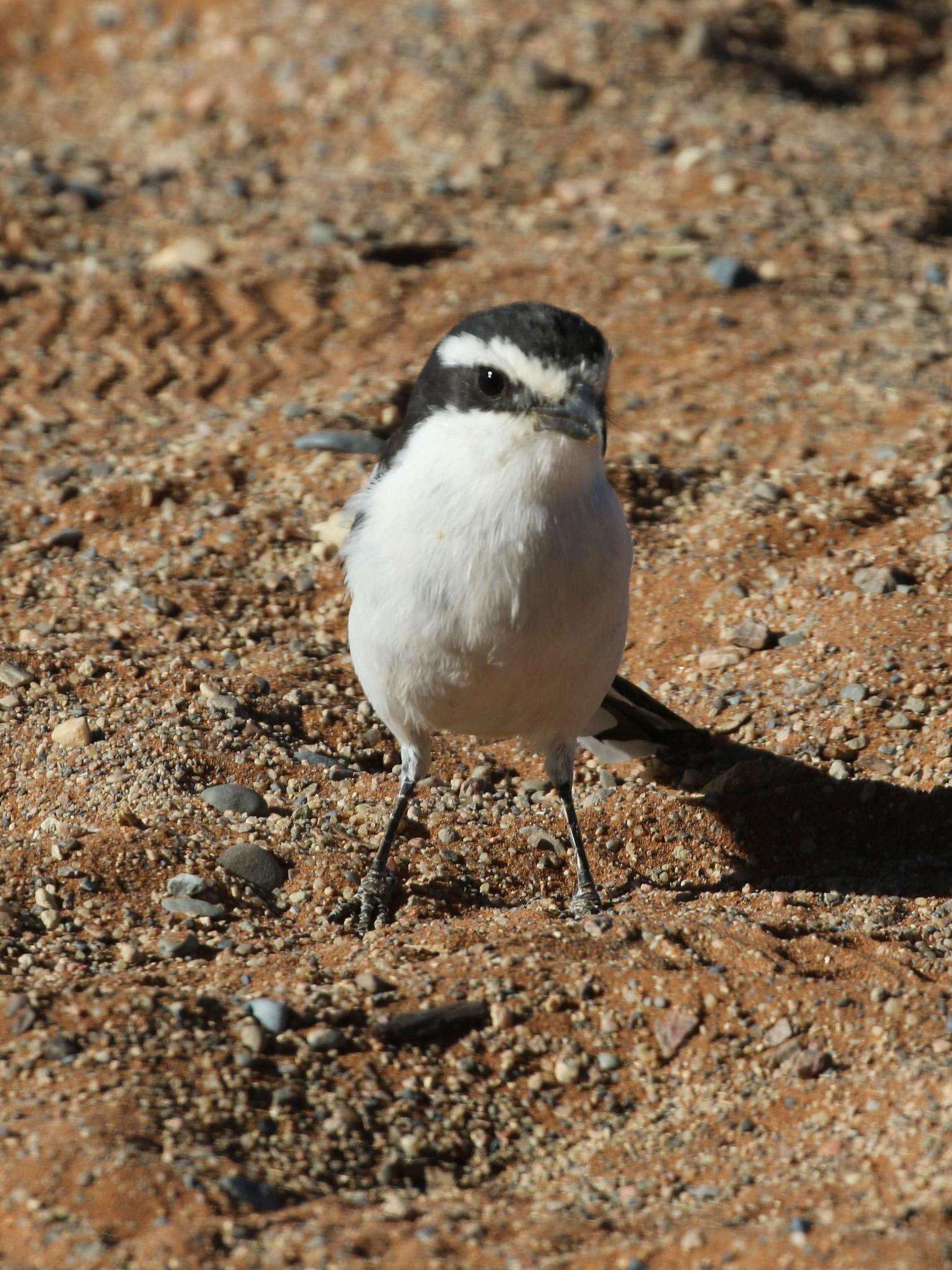 Image of Lanius collaris aridicolus Clancey 1955