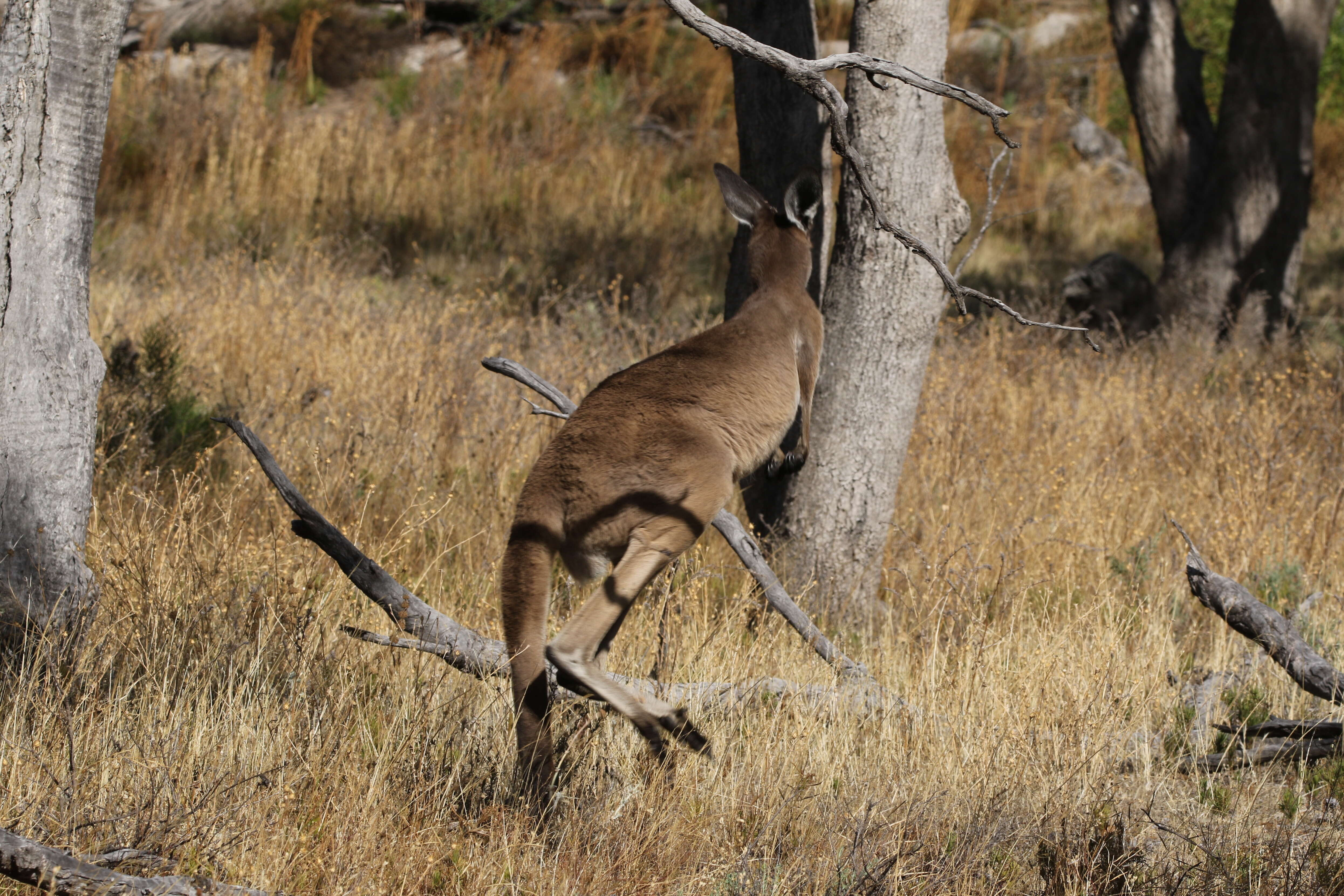 Macropus fuliginosus (Desmarest 1817) resmi