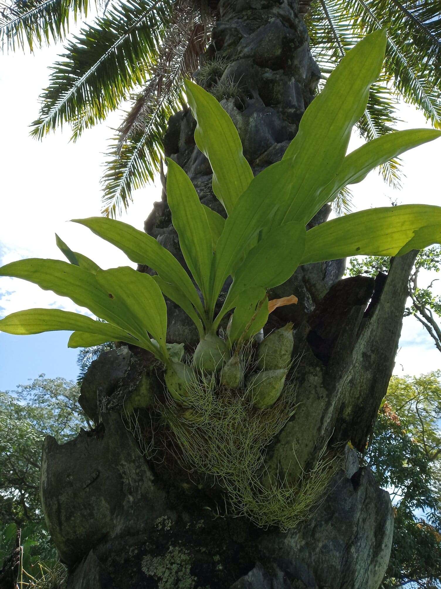 Image de Catasetum maculatum Kunth