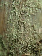 Image of Gilded whiskers