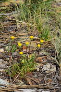 Erigeron bloomeri A. Gray resmi