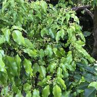 Image of Acer oblongum Wall. ex DC.