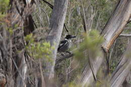 Image of Grey Butcherbird