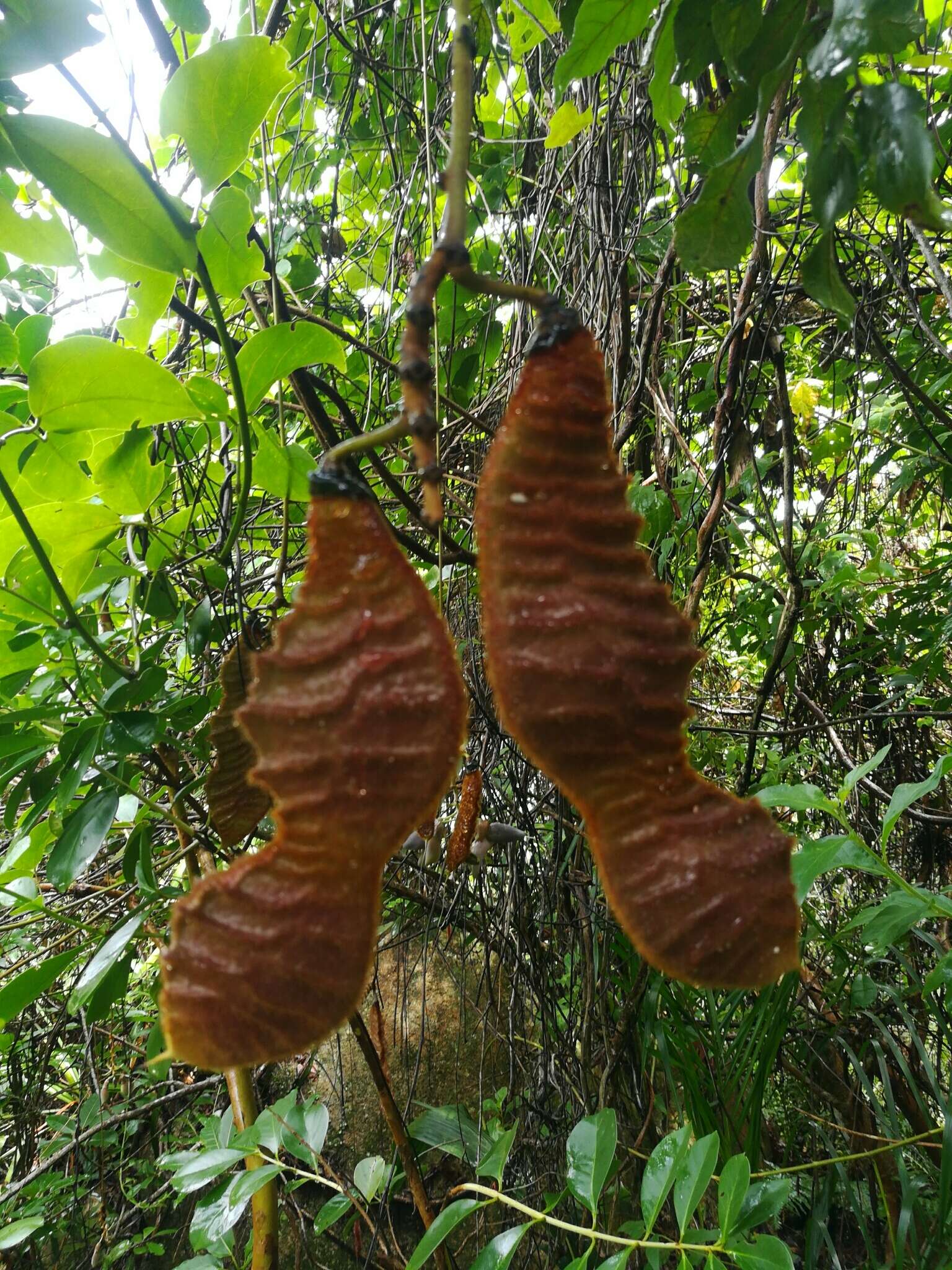 Sivun Mucuna urens (L.) Medik. kuva