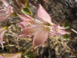 Image of Alstroemeria angustifolia Herb.