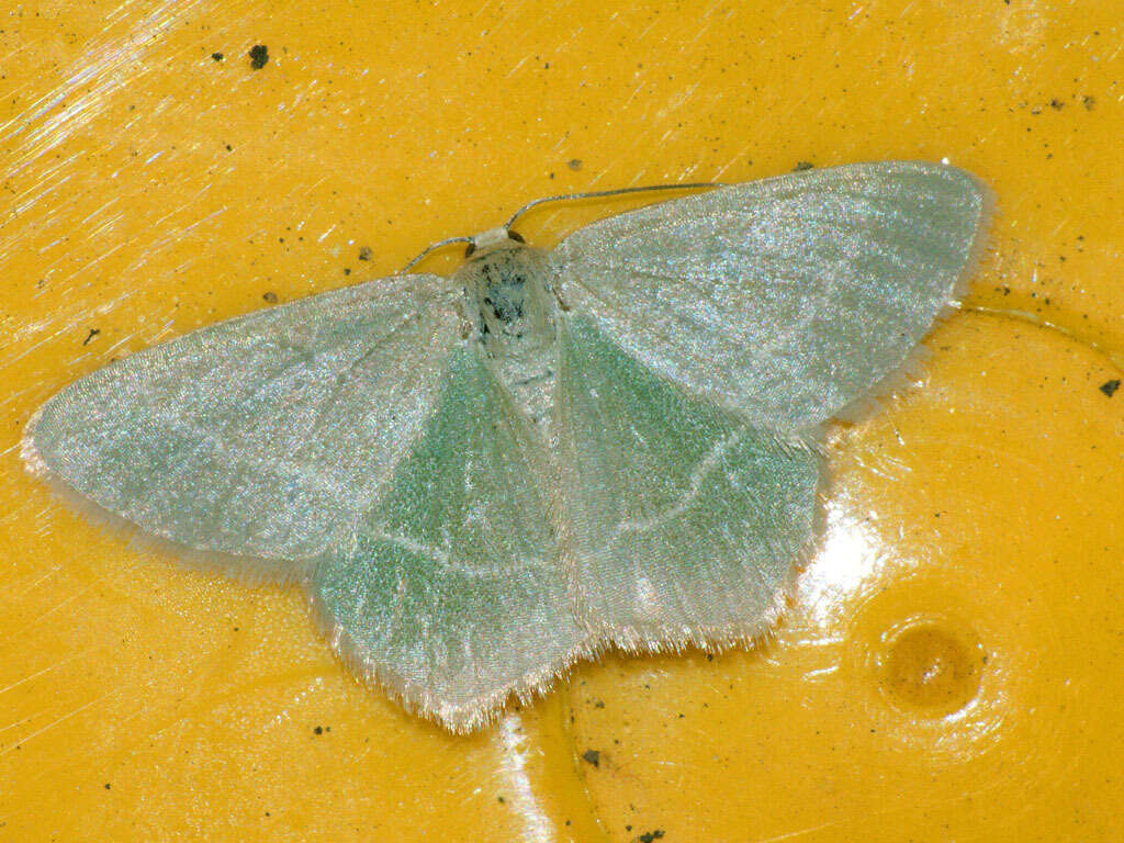 Image of small grass emerald