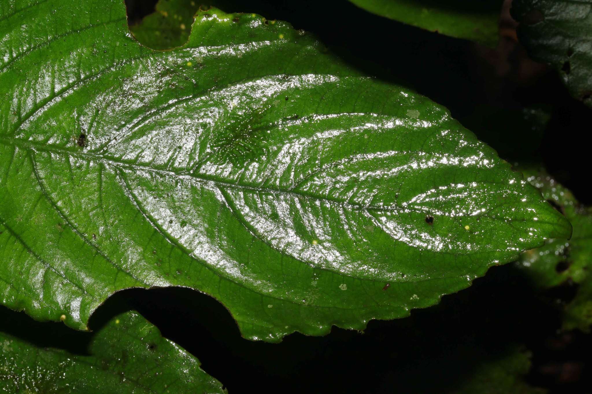 Gasteranthus corallinus (Fritsch) Wiehler的圖片