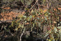 Image of Red Mallee