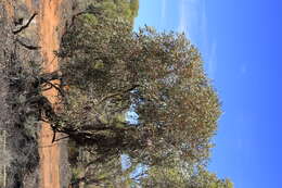 Image of Red Mallee