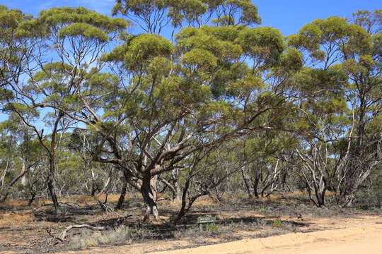 Image de Eucalyptus gracilis F. Müll.