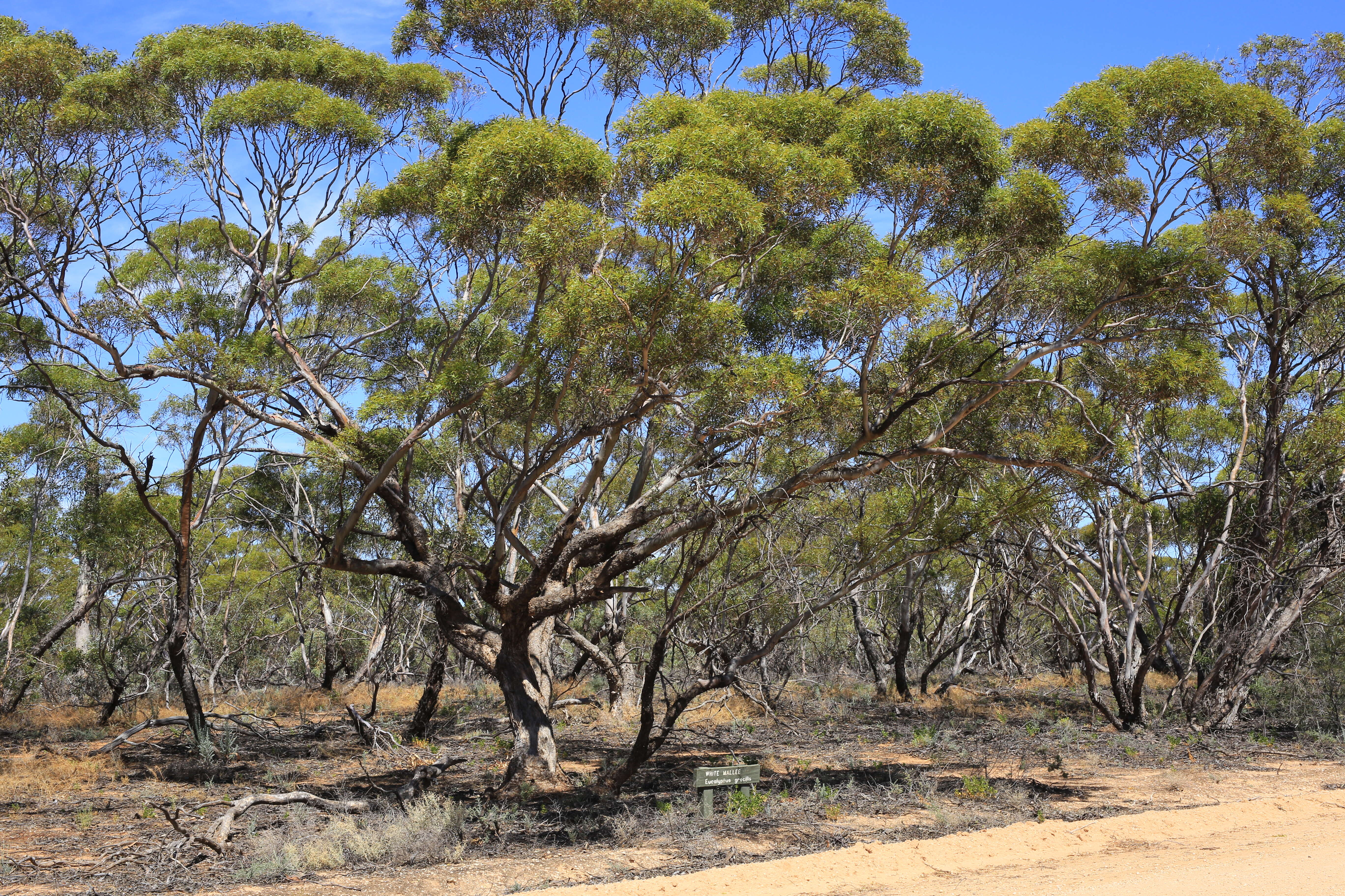 Sivun Eucalyptus gracilis F. Müll. kuva