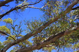 Sivun Eucalyptus gracilis F. Müll. kuva