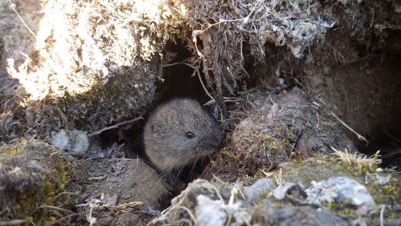 Image of Brown Lemming