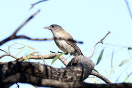 Image of Grey Shrike-thrush