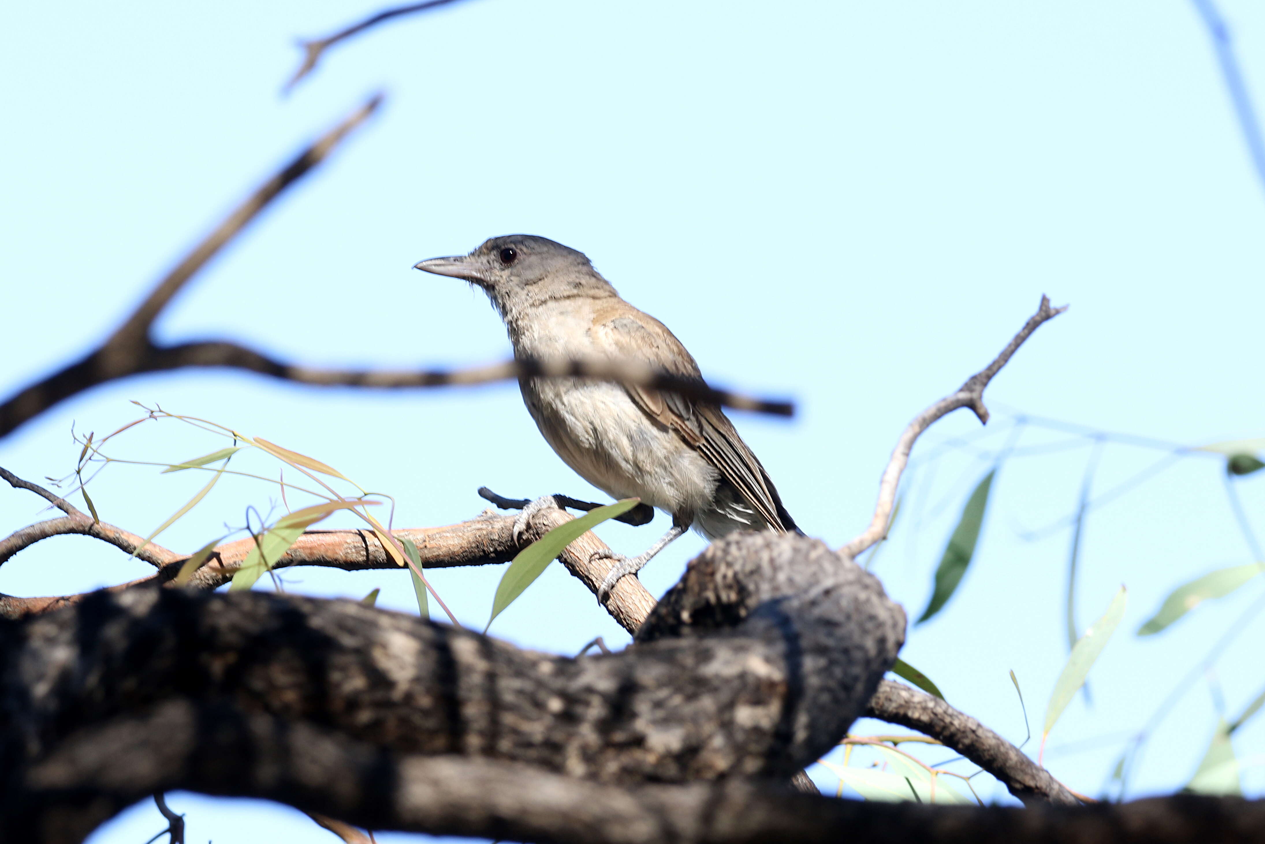 Image of Grey Shrike-thrush