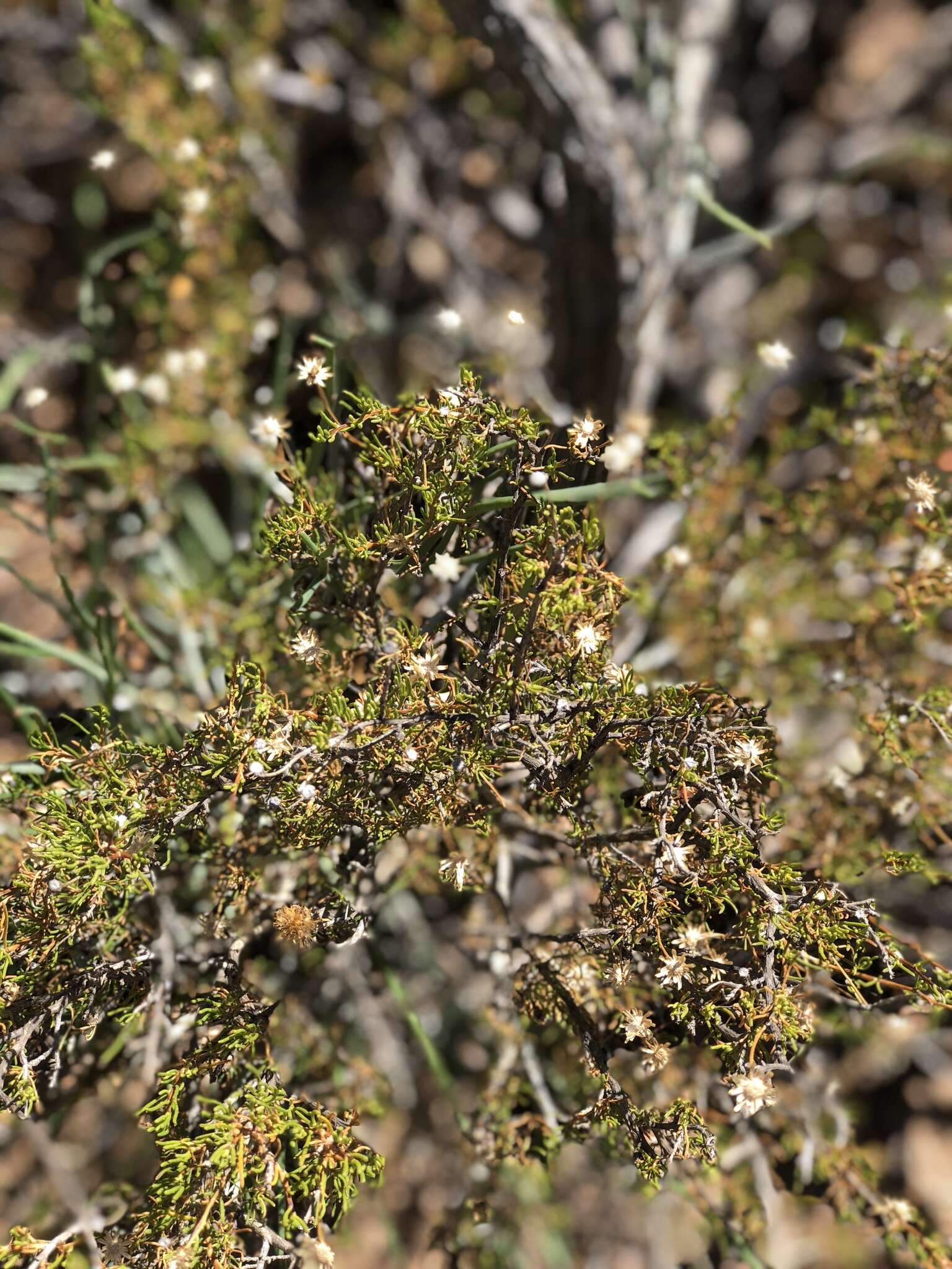 Image of Fine-leaved felicia