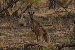 Macropus fuliginosus (Desmarest 1817) resmi