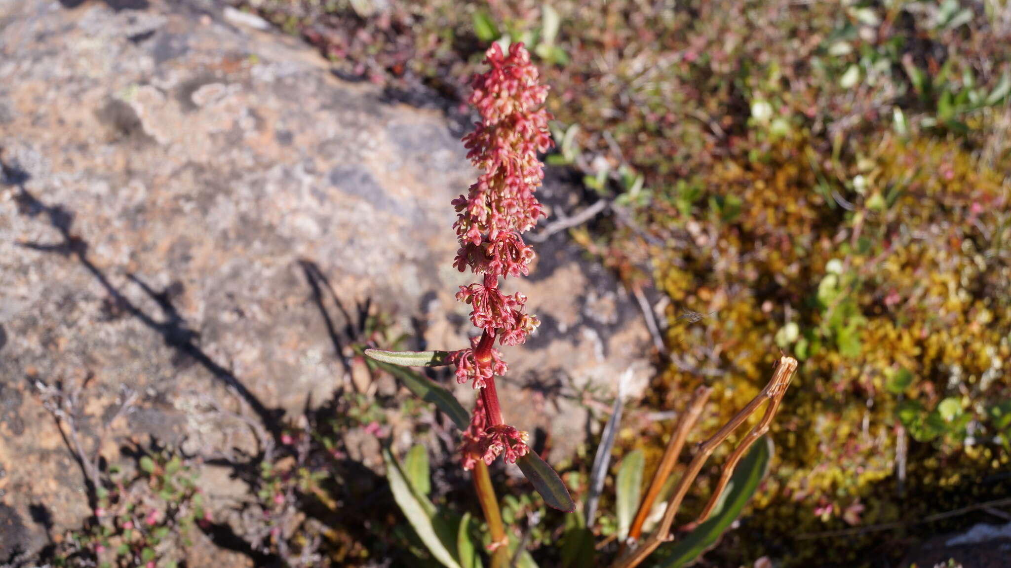 Rumex arcticus Trautv.的圖片